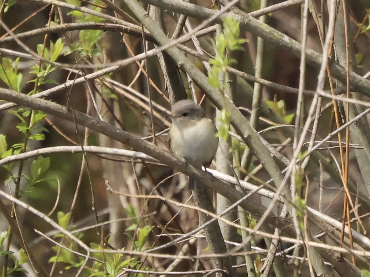 Warbling Vireo - Bruce Cole