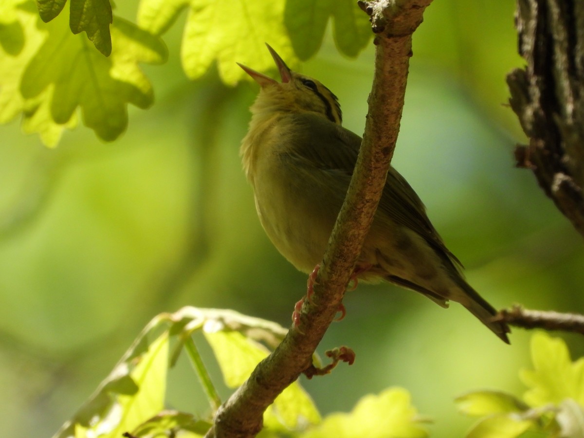 Worm-eating Warbler - Jeff Fengler