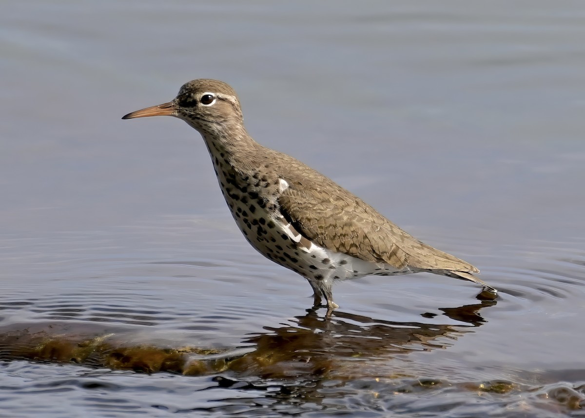 Spotted Sandpiper - ML619037136