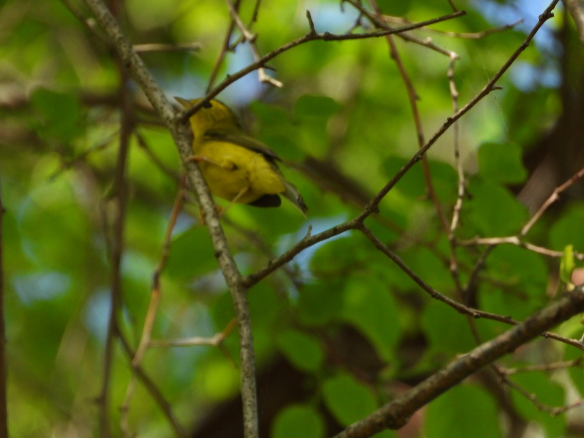 Wilson's Warbler - Jeff Fengler