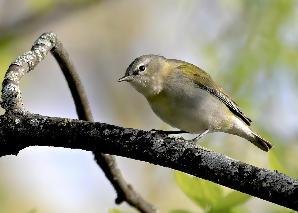 Tennessee Warbler - ML619037163