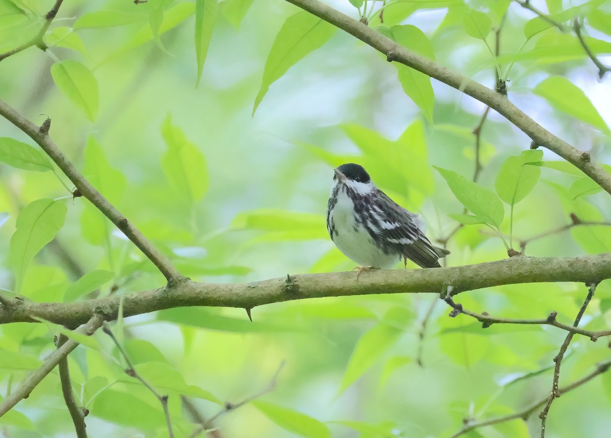 Blackpoll Warbler - Anir Bhat
