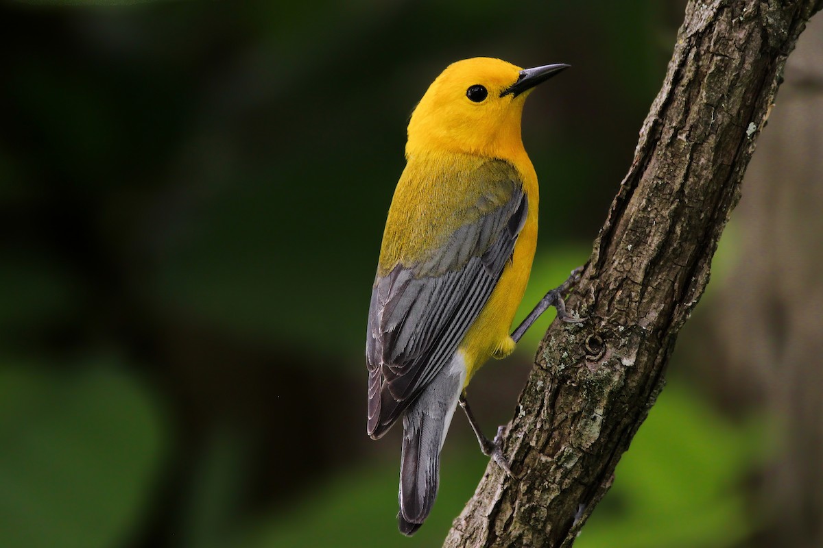 Prothonotary Warbler - ML619037230
