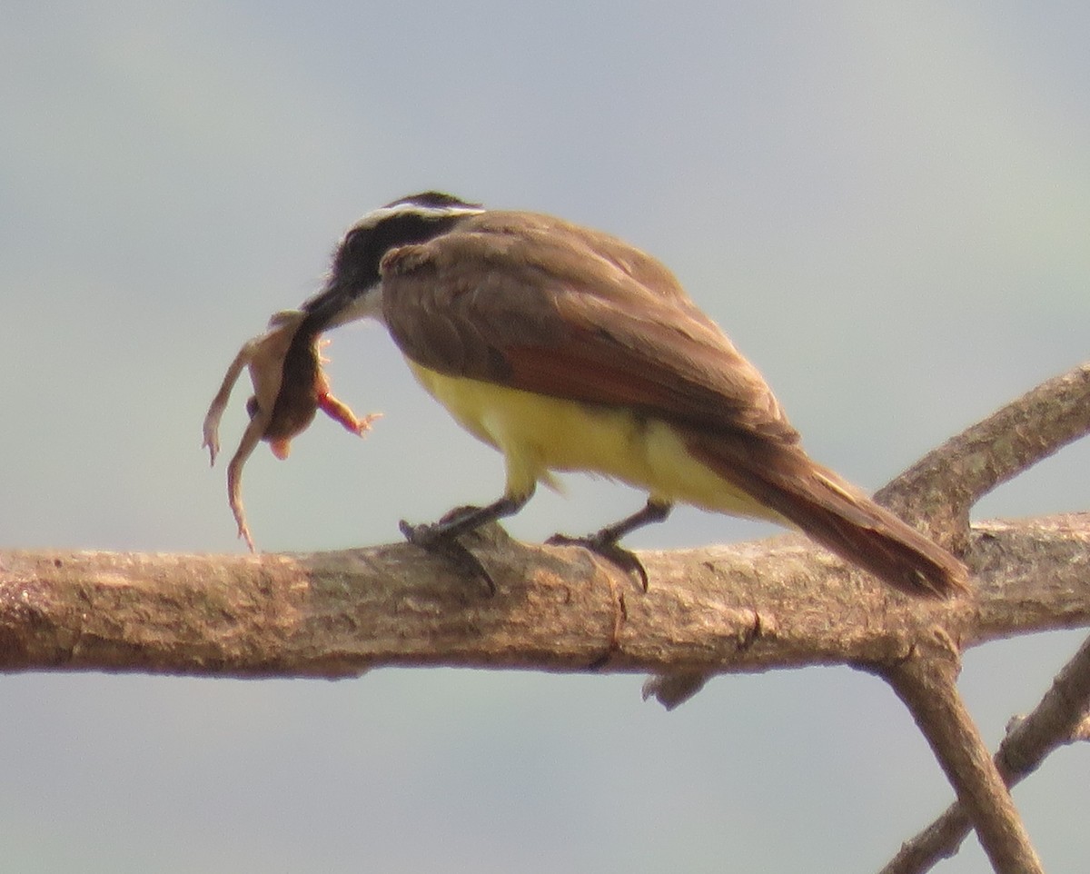 Great Kiskadee - Eric van den Berghe