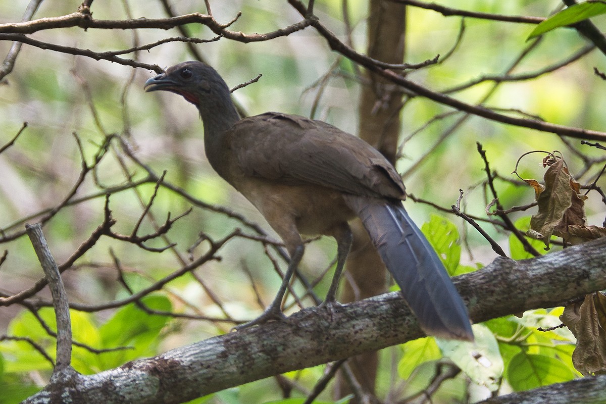 čačalaka obecná - ML619037256