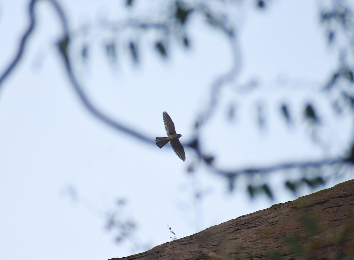 Eurasian Kestrel - Anand Birdlife