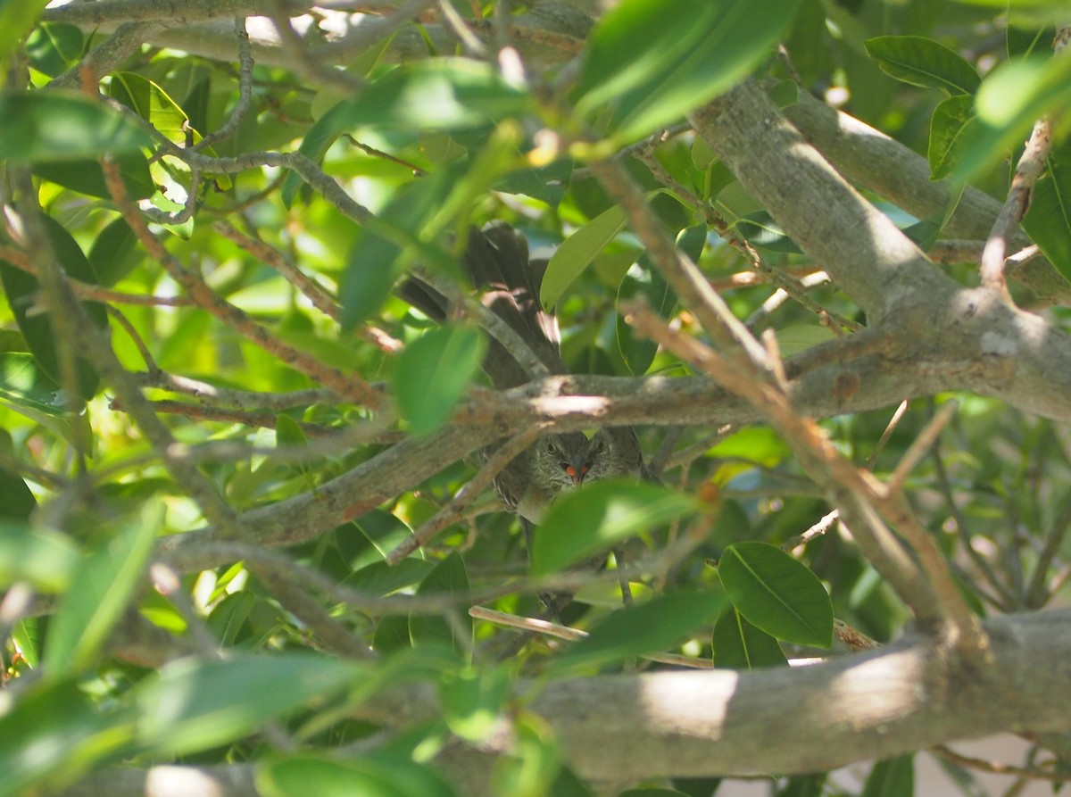 Bahama Mockingbird - David Kramer