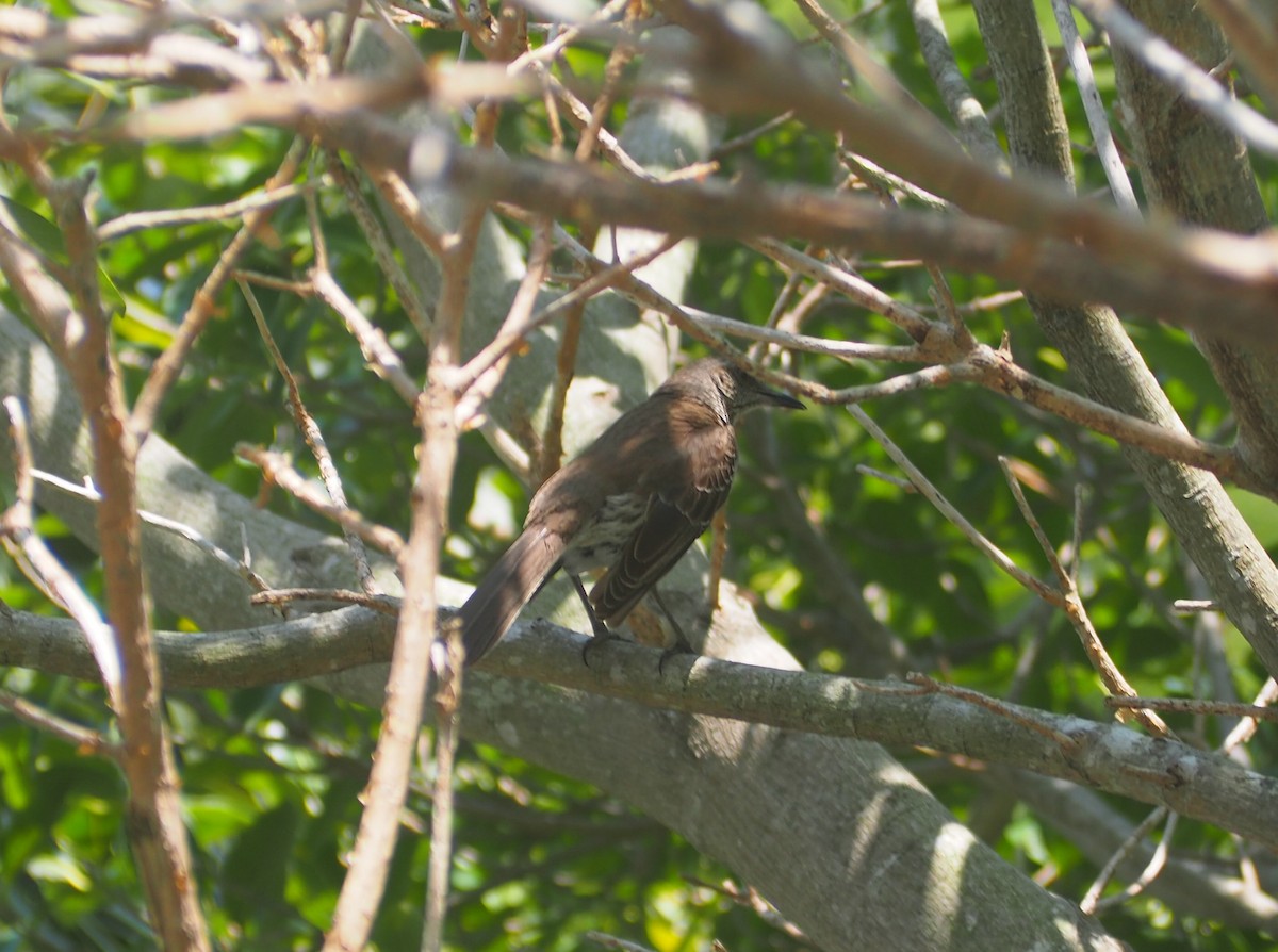 Bahama Mockingbird - David Kramer