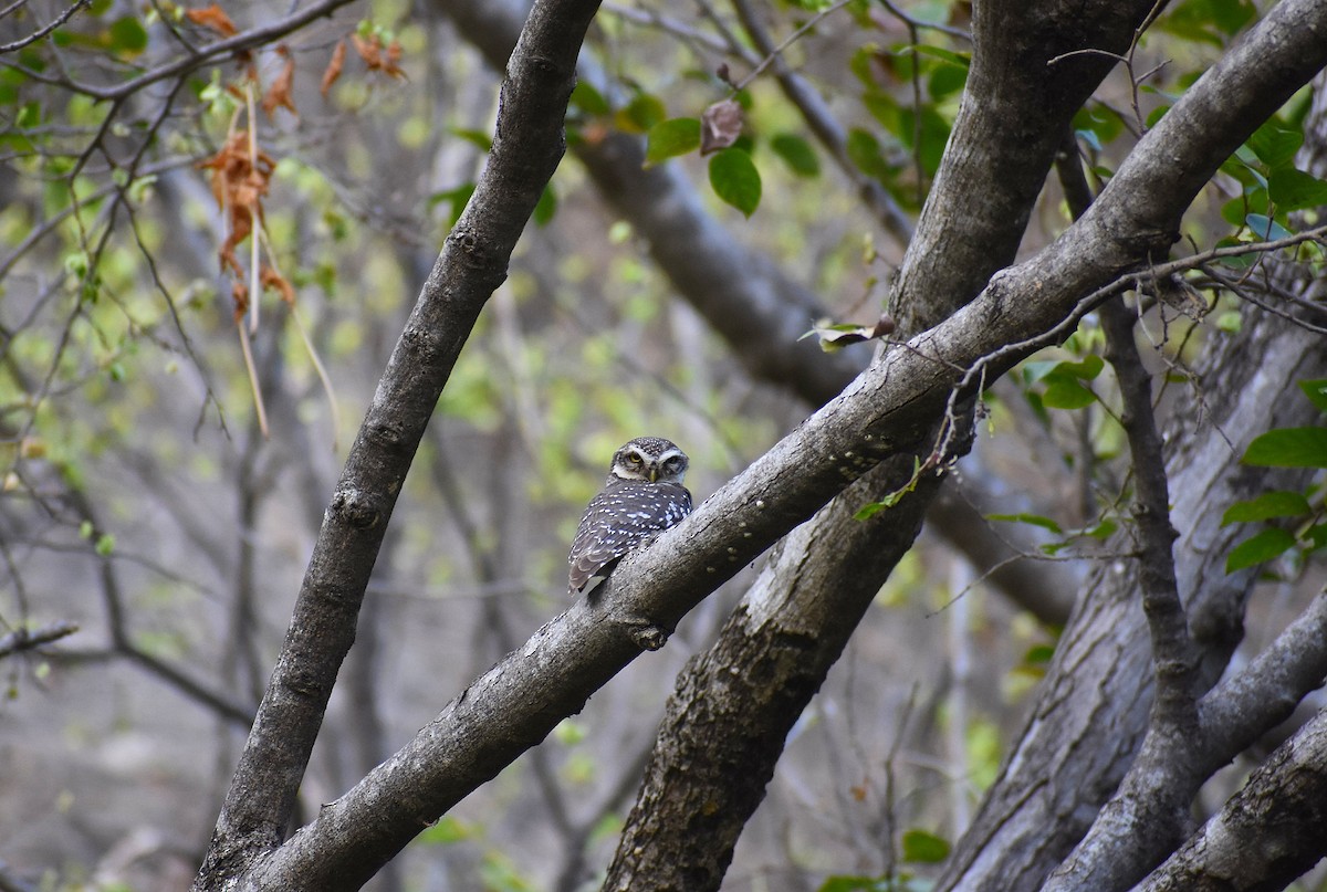 Spotted Owlet - Anand Birdlife