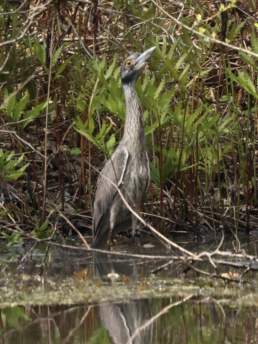 Yellow-crowned Night Heron - ML619037282