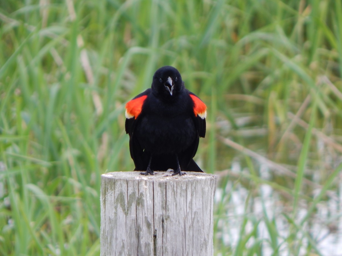 Red-winged Blackbird - Tom Klubertanz
