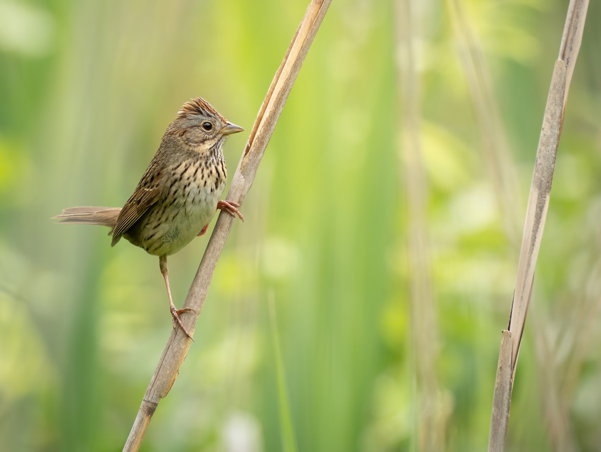 Lincoln's Sparrow - Erica Heusser