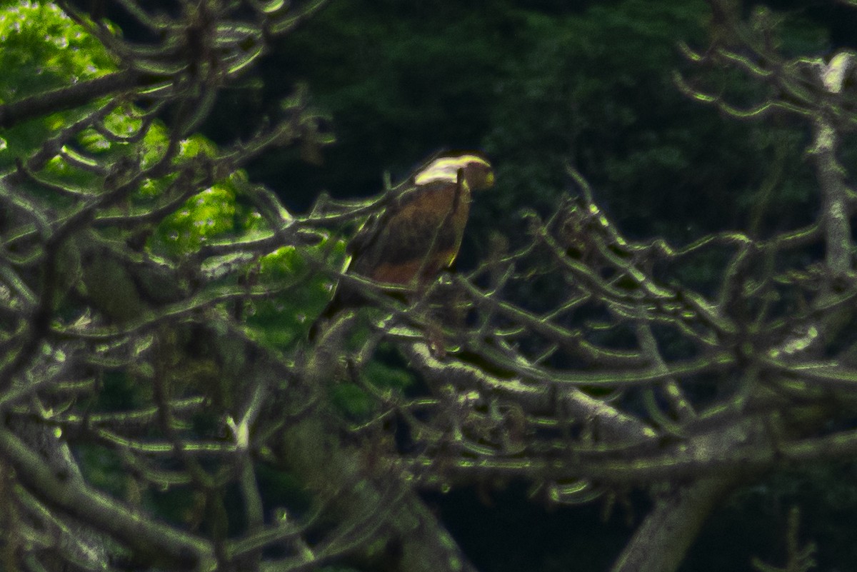 Savanna Hawk - Christian Carmona - CACIQUE BIRDING