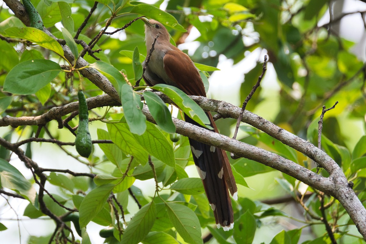 kukačka veverčí - ML619037306