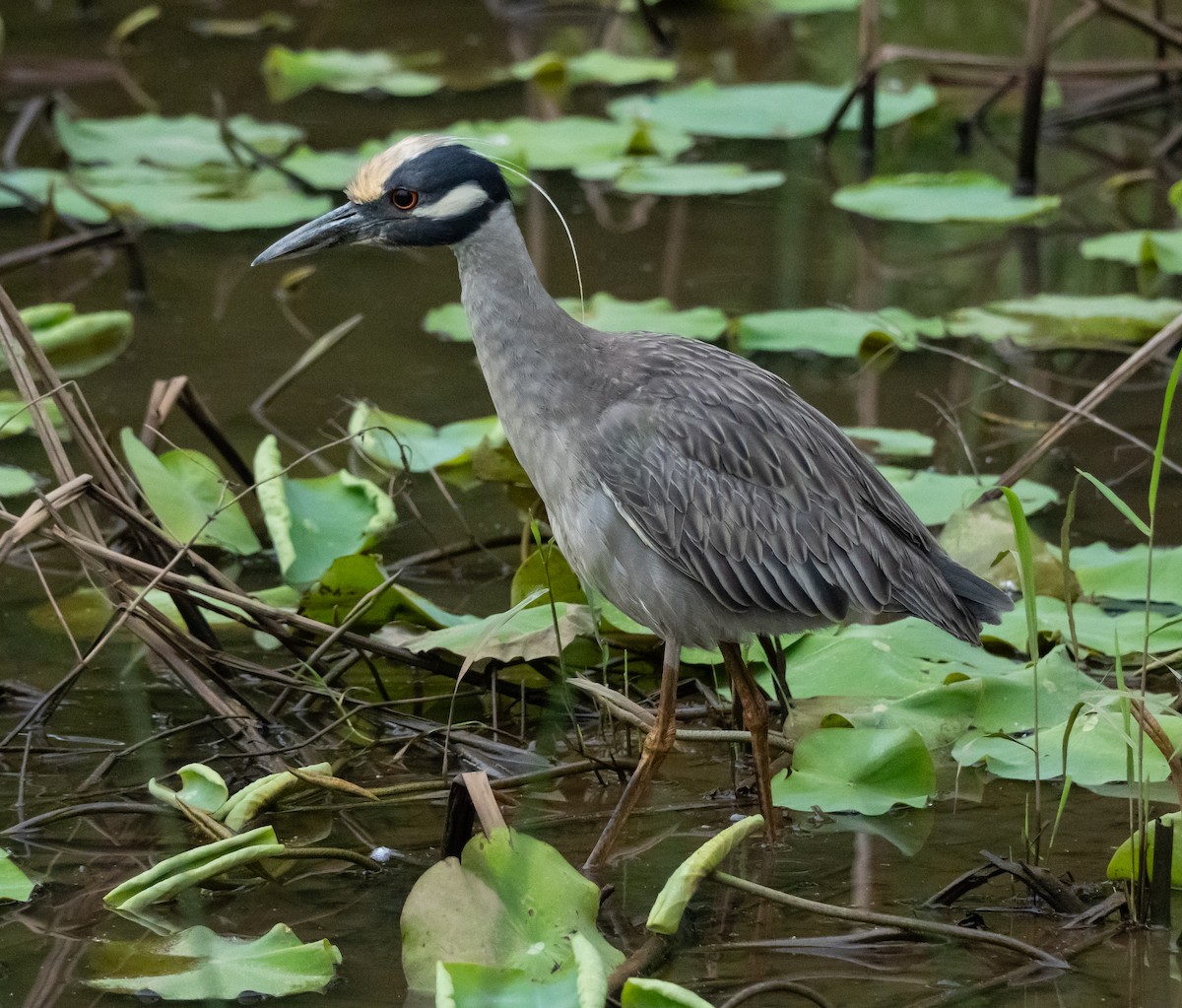 Yellow-crowned Night Heron - Anthea Gotto
