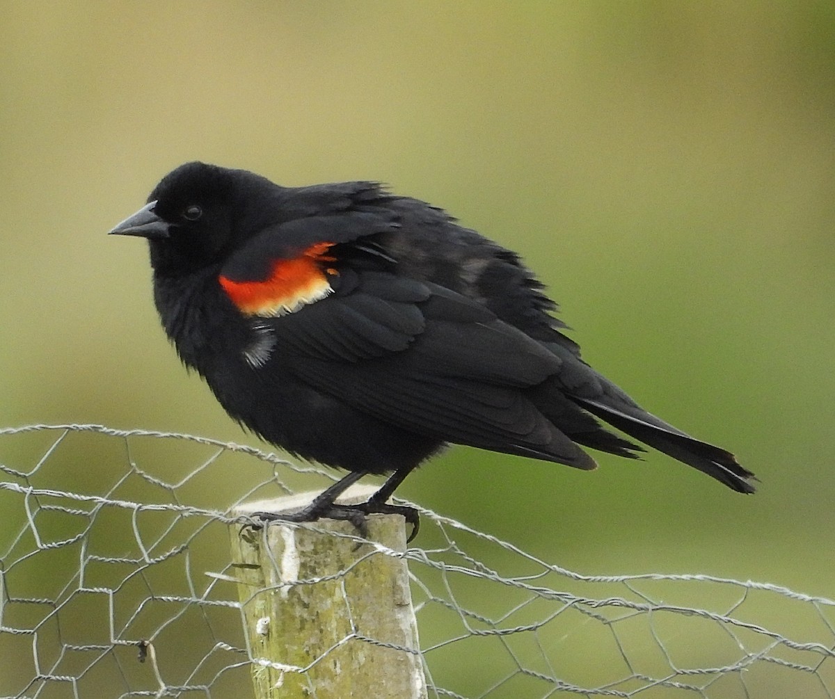 Red-winged Blackbird - Sarah Hobart