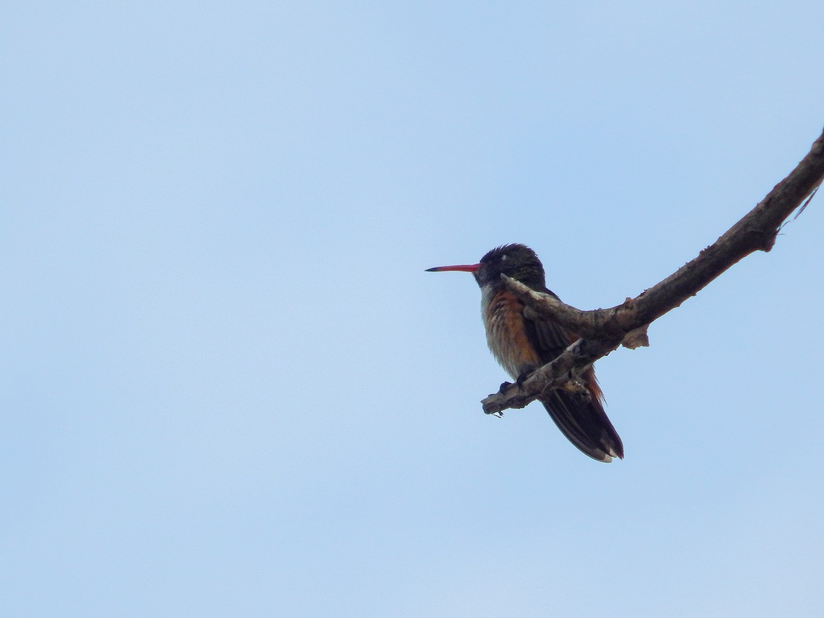 Amazilia Hummingbird - ML619037321