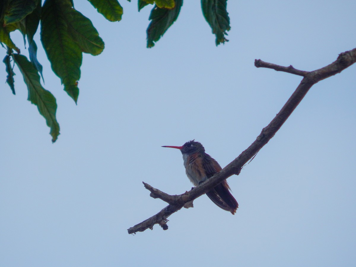 Amazilia Hummingbird - ML619037322
