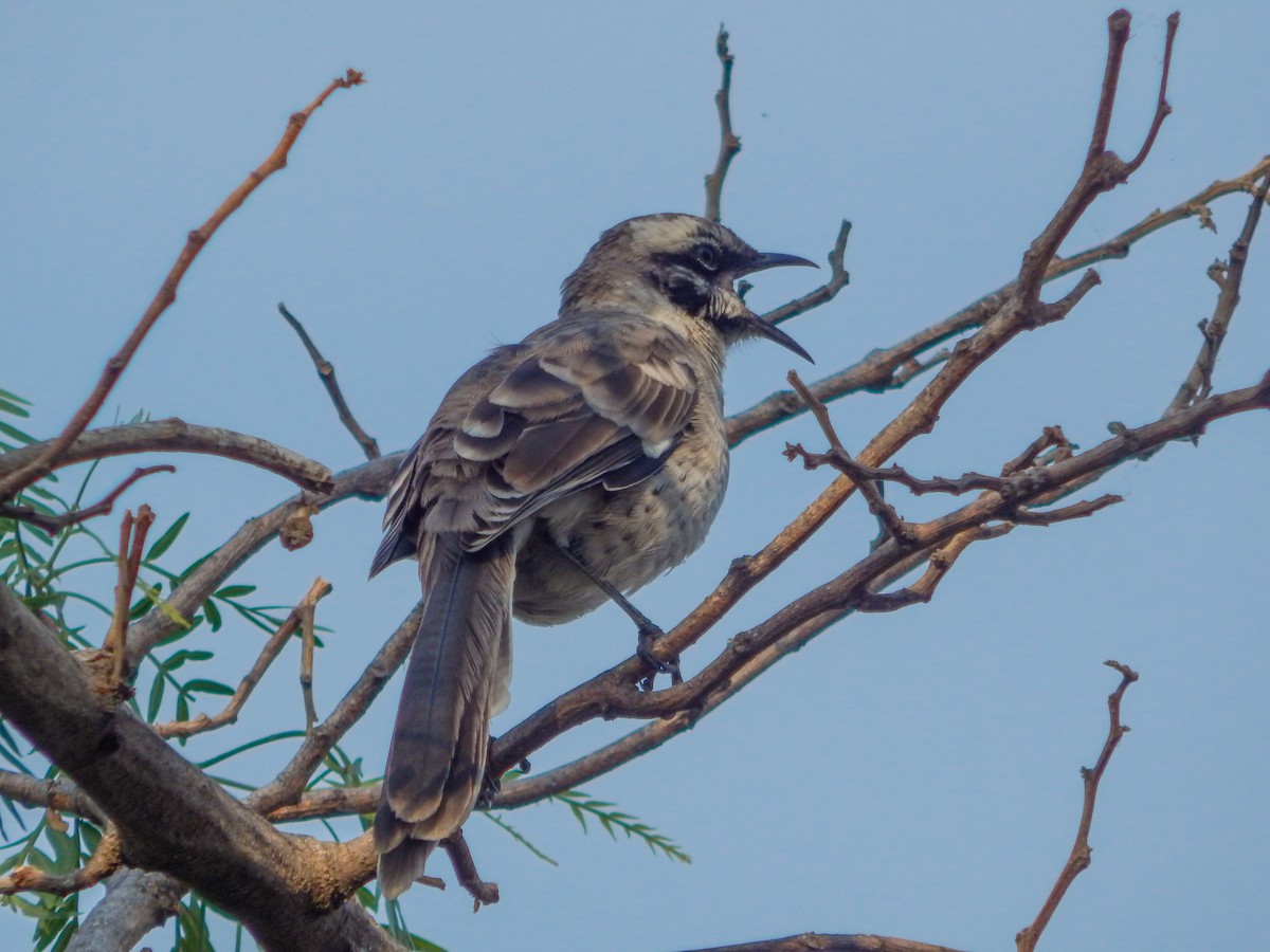 Long-tailed Mockingbird - juan sandoval flores