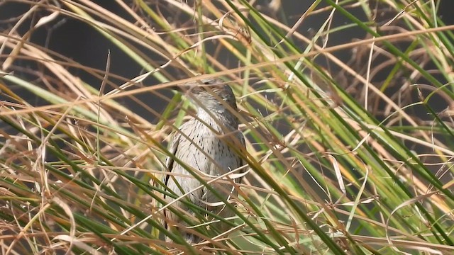 Yerbera Palustre - ML619037353