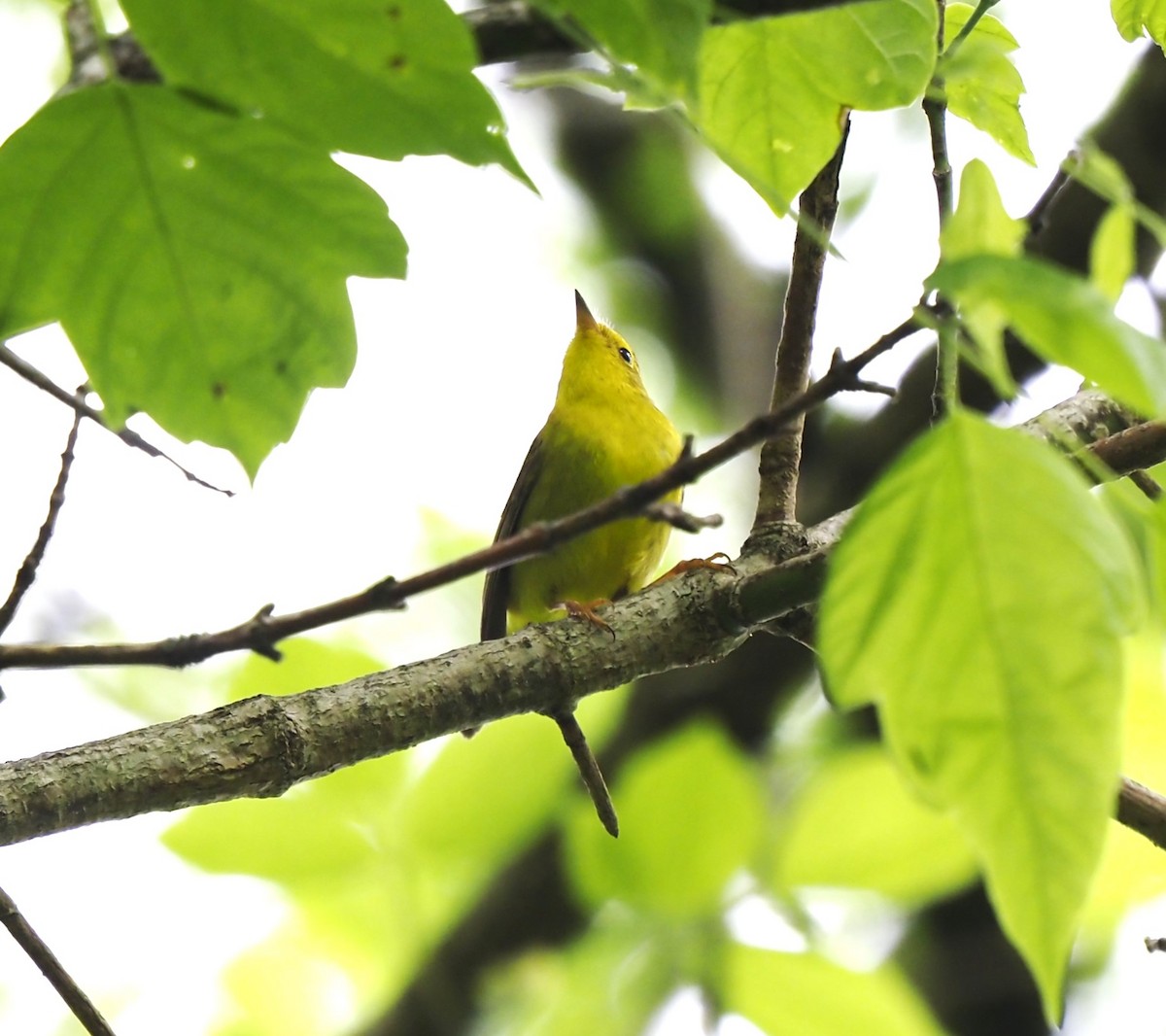 Wilson's Warbler - ML619037359