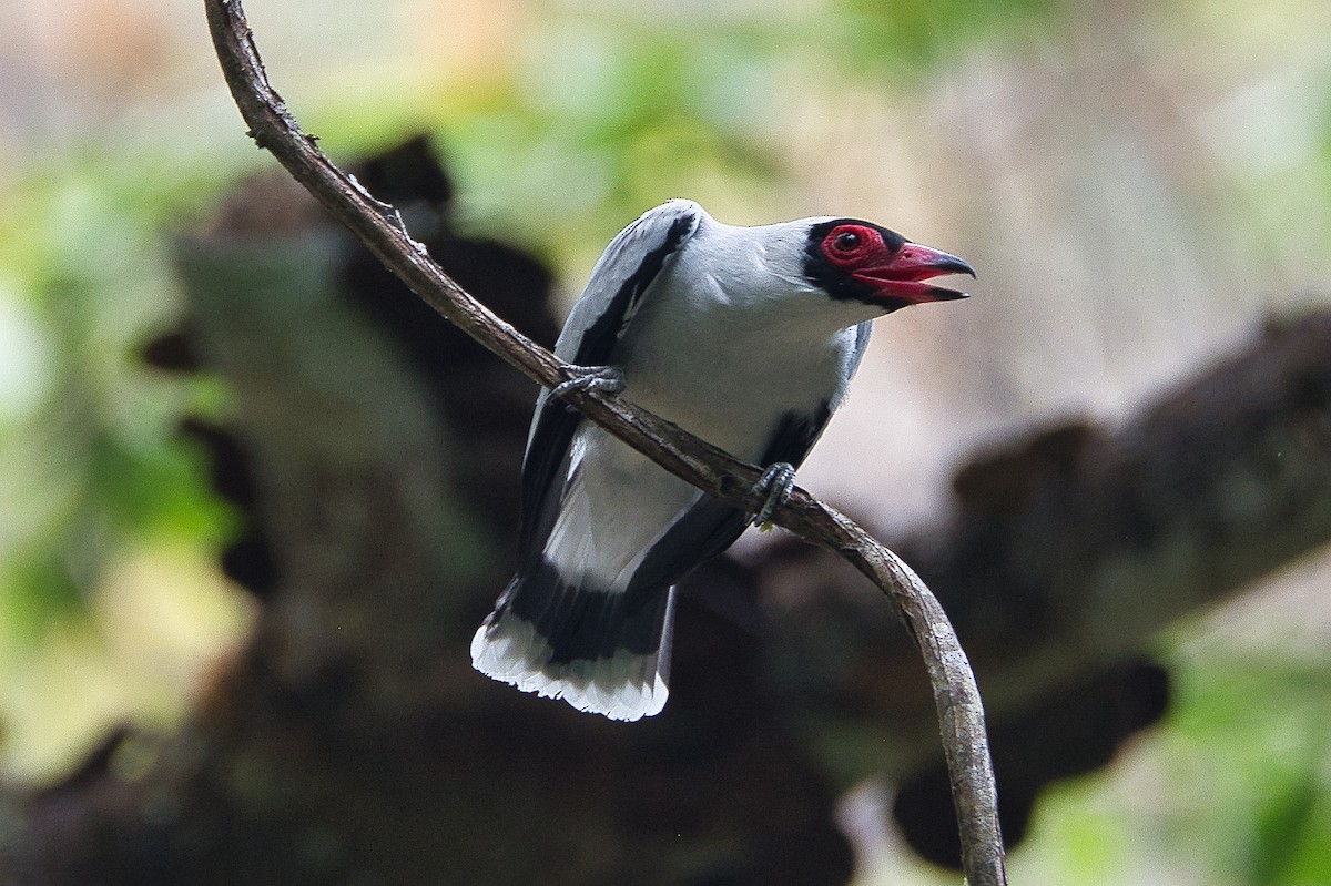 Masked Tityra - ML619037369