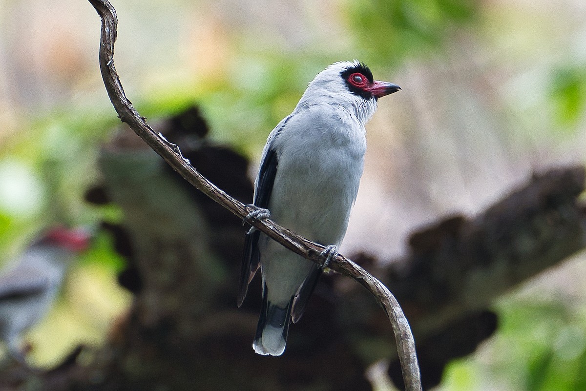 Masked Tityra - ML619037371