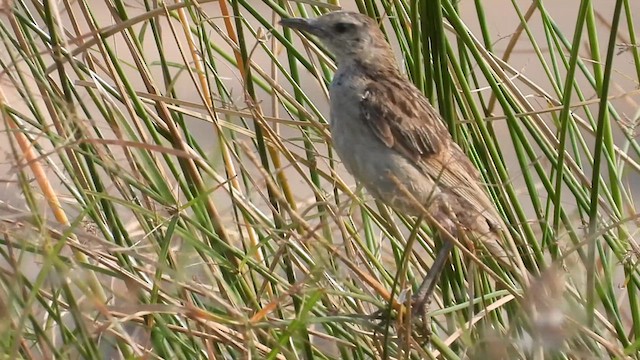 Striated Grassbird - ML619037375