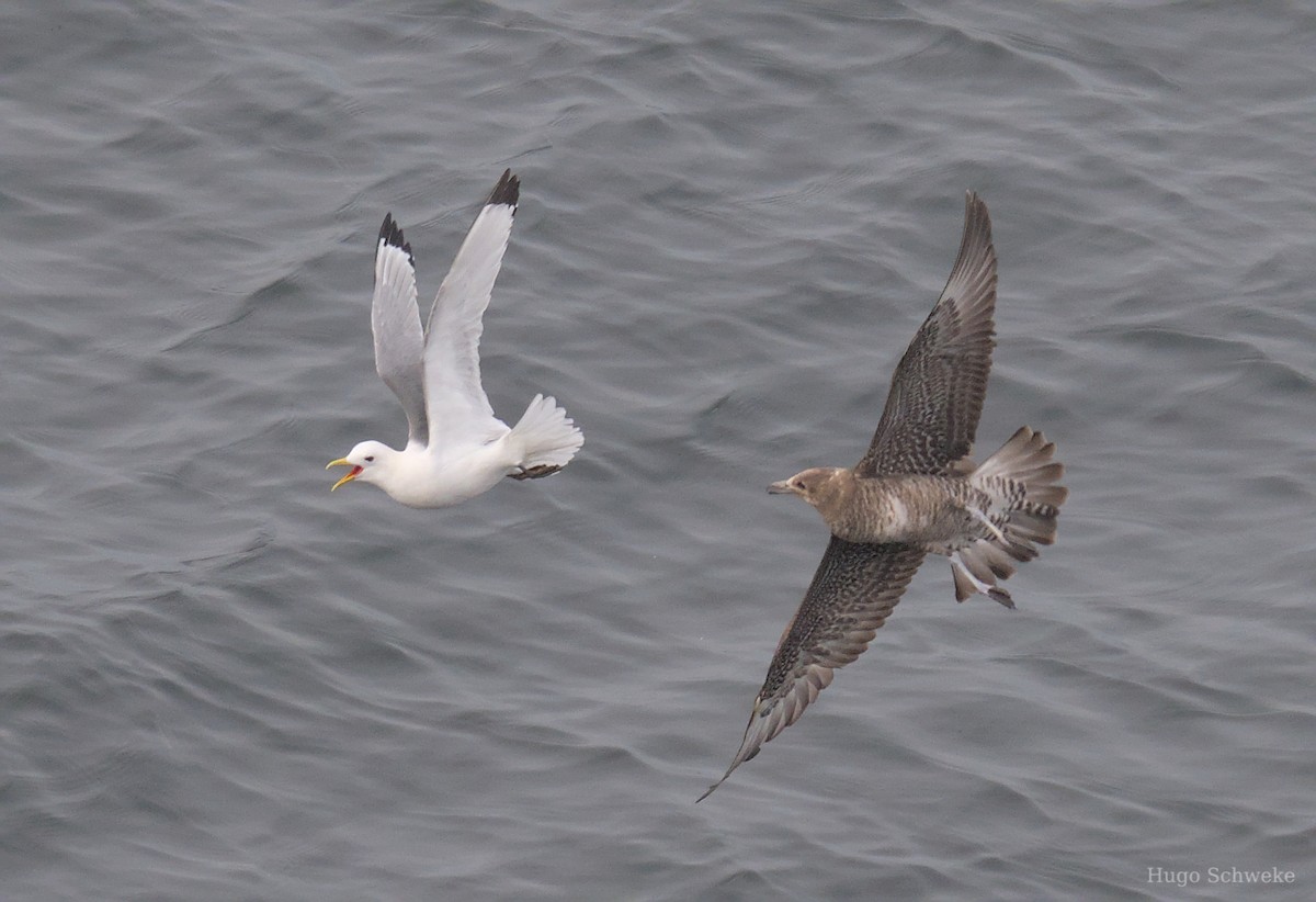 Pomarine Jaeger - ML619037378