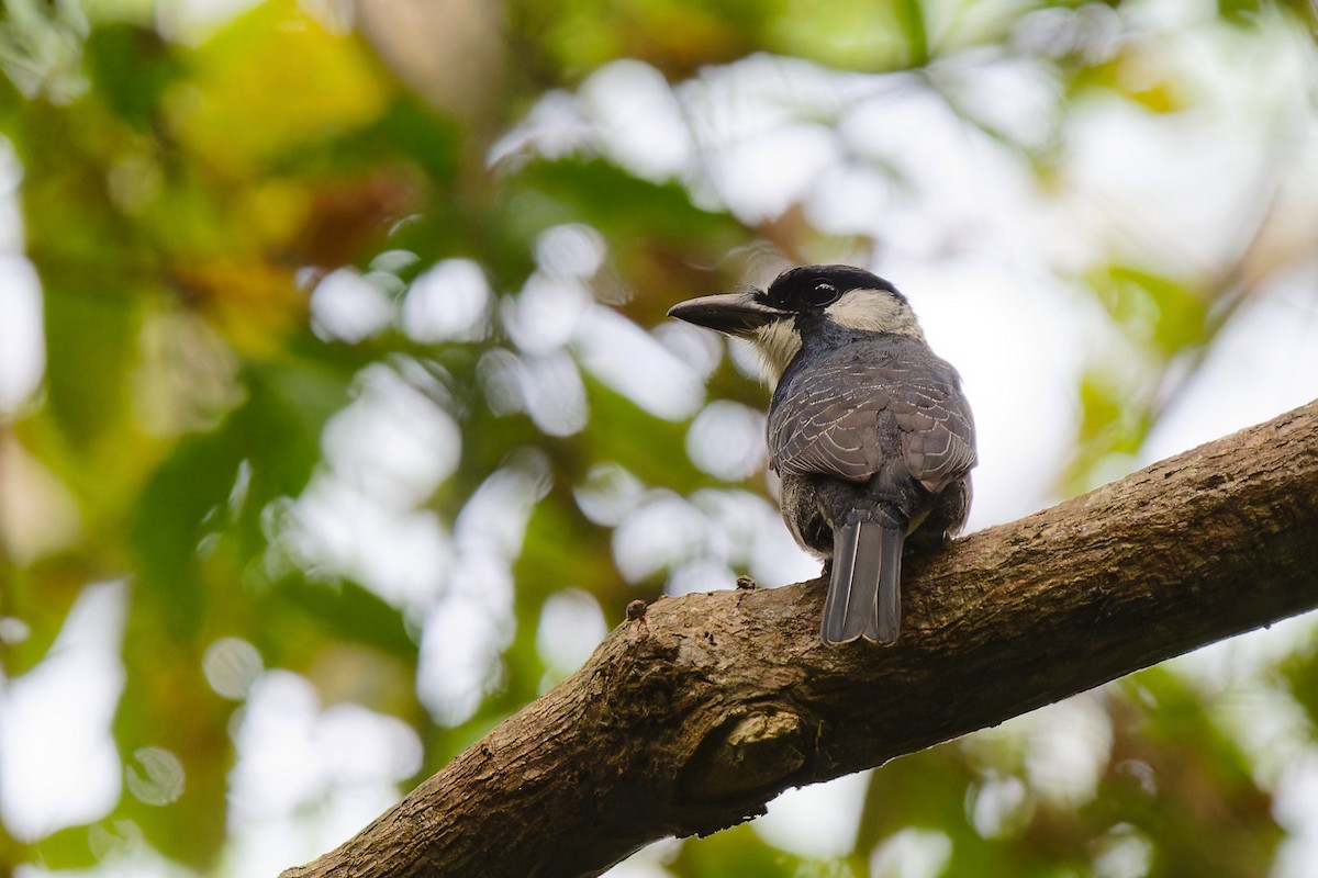 Black-breasted Puffbird - ML619037379