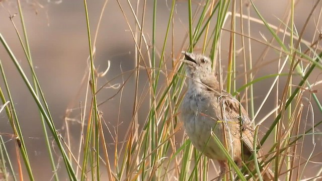 Striated Grassbird - ML619037395