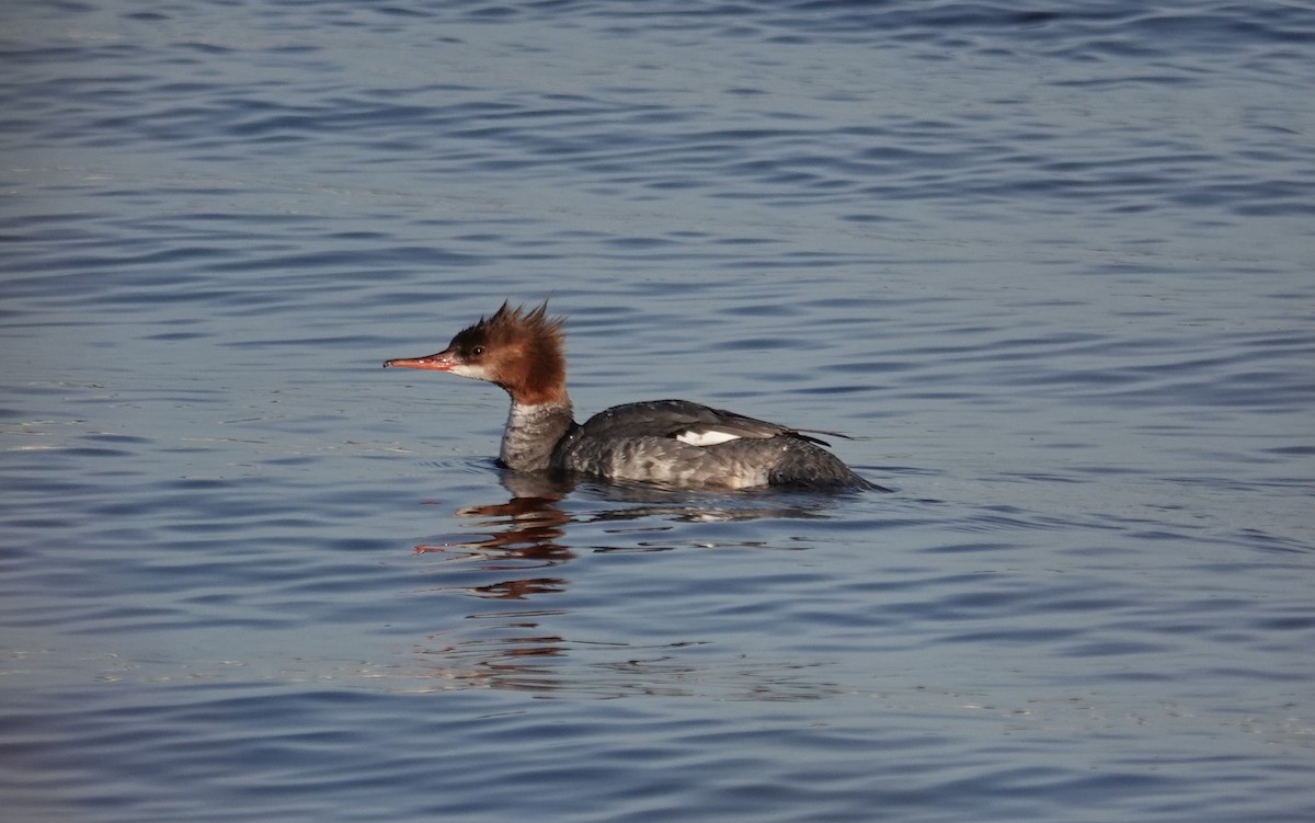 Common Merganser - ML619037404