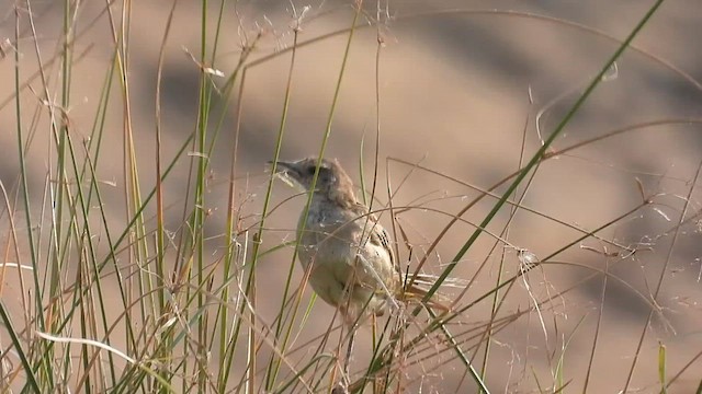 Striated Grassbird - ML619037406