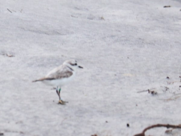 Snowy Plover - Lawrence Gardella