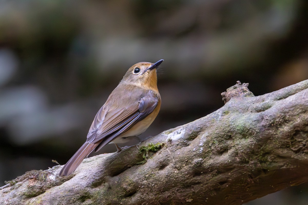 Chinese Blue Flycatcher - Carolien Hoek