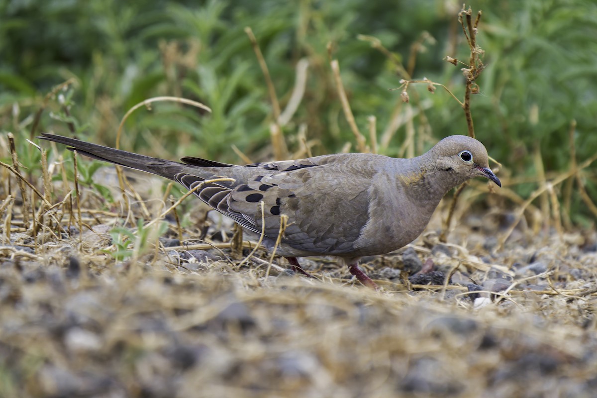 Mourning Dove - Gordon Norman