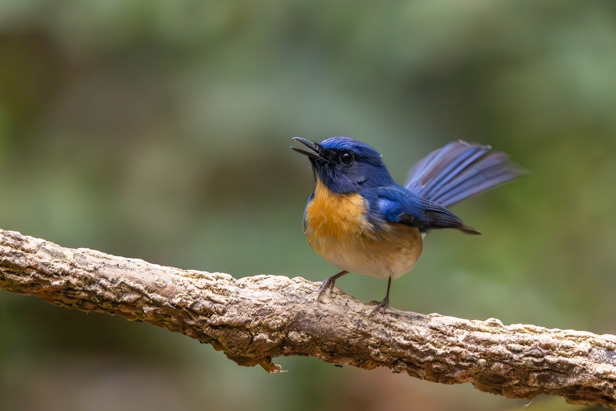 Chinese Blue Flycatcher - Carolien Hoek