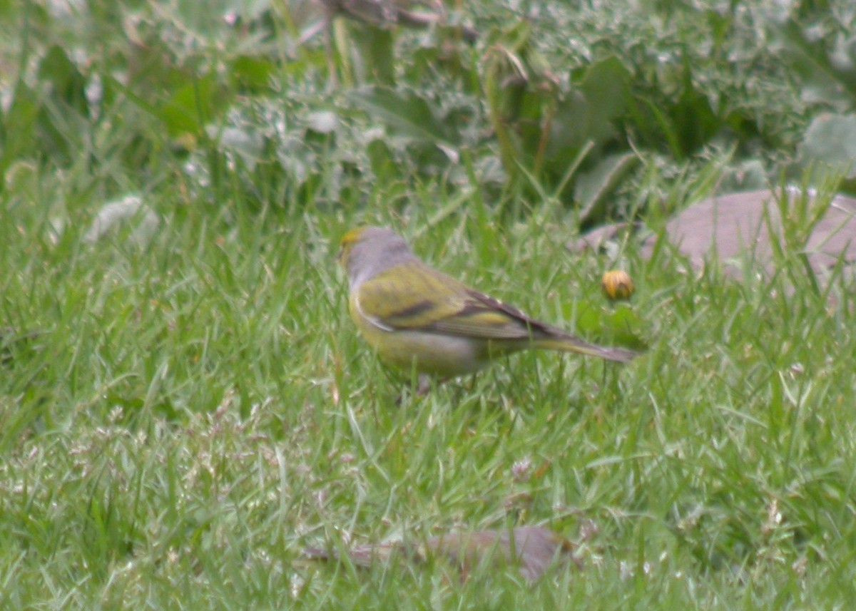 Citril Finch - Tim Harrop