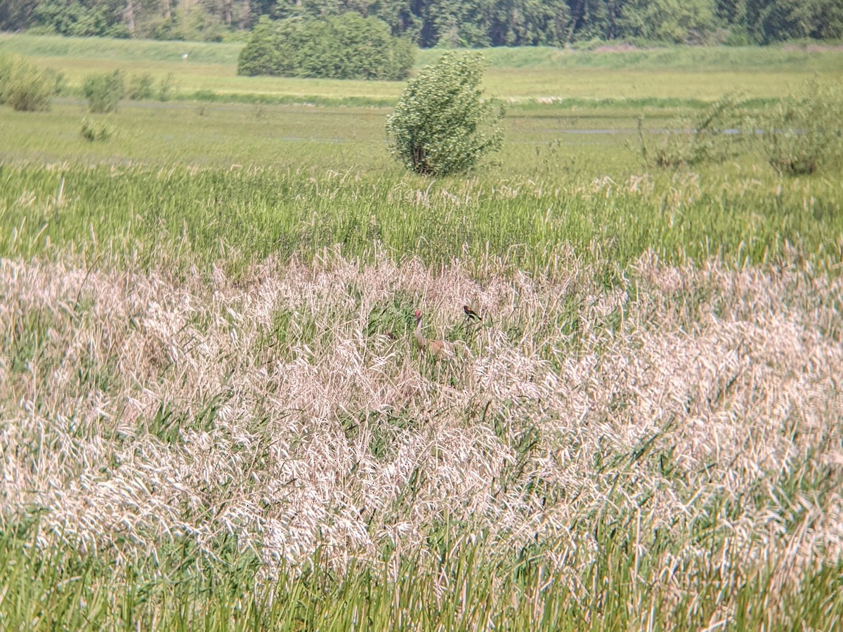 Sandhill Crane - ML619037470