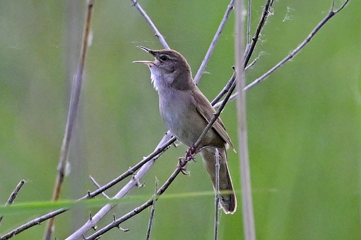 Savi's Warbler - Gerd Schön