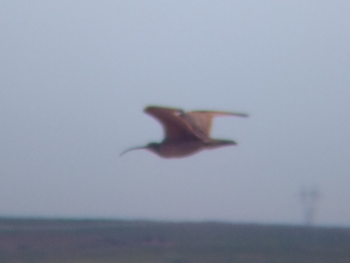 Long-billed Curlew - ML619037523