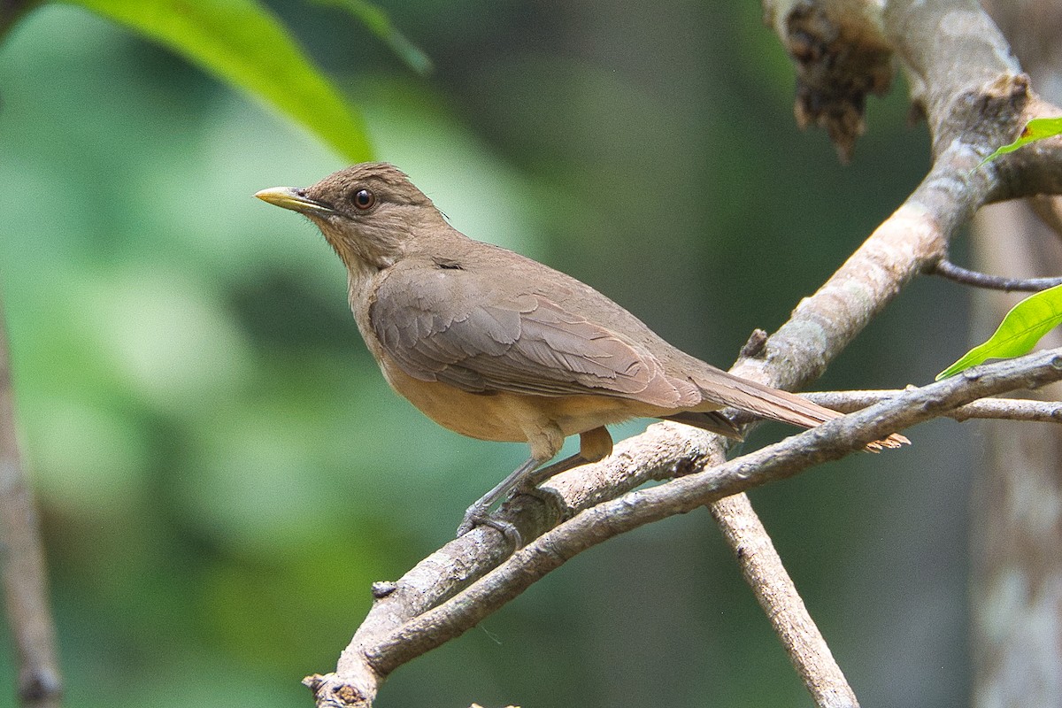 drozd hnědý - ML619037552