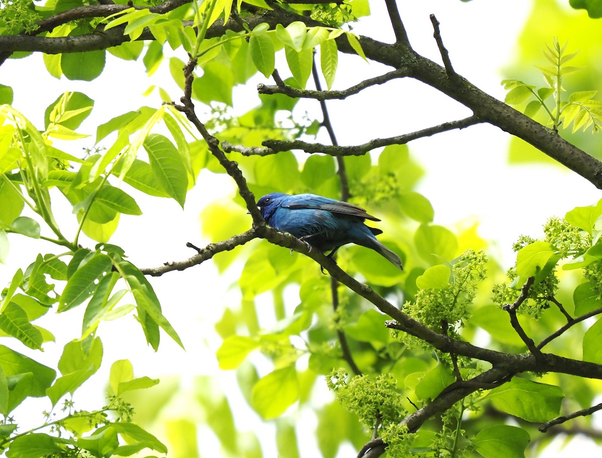 Indigo Bunting - Warren Wolf