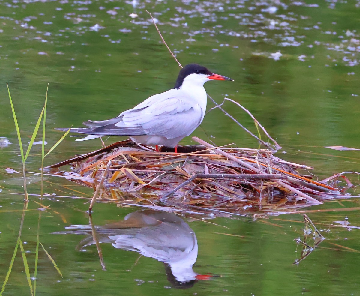 Common Tern - Egor Loboda