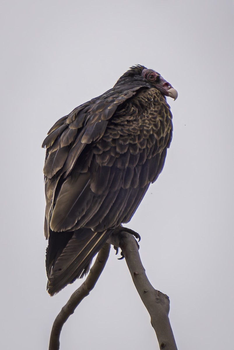 Turkey Vulture - Gordon Norman