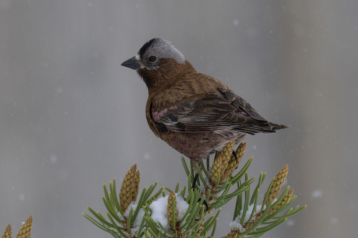 Gray-crowned Rosy-Finch - Jeff Maw