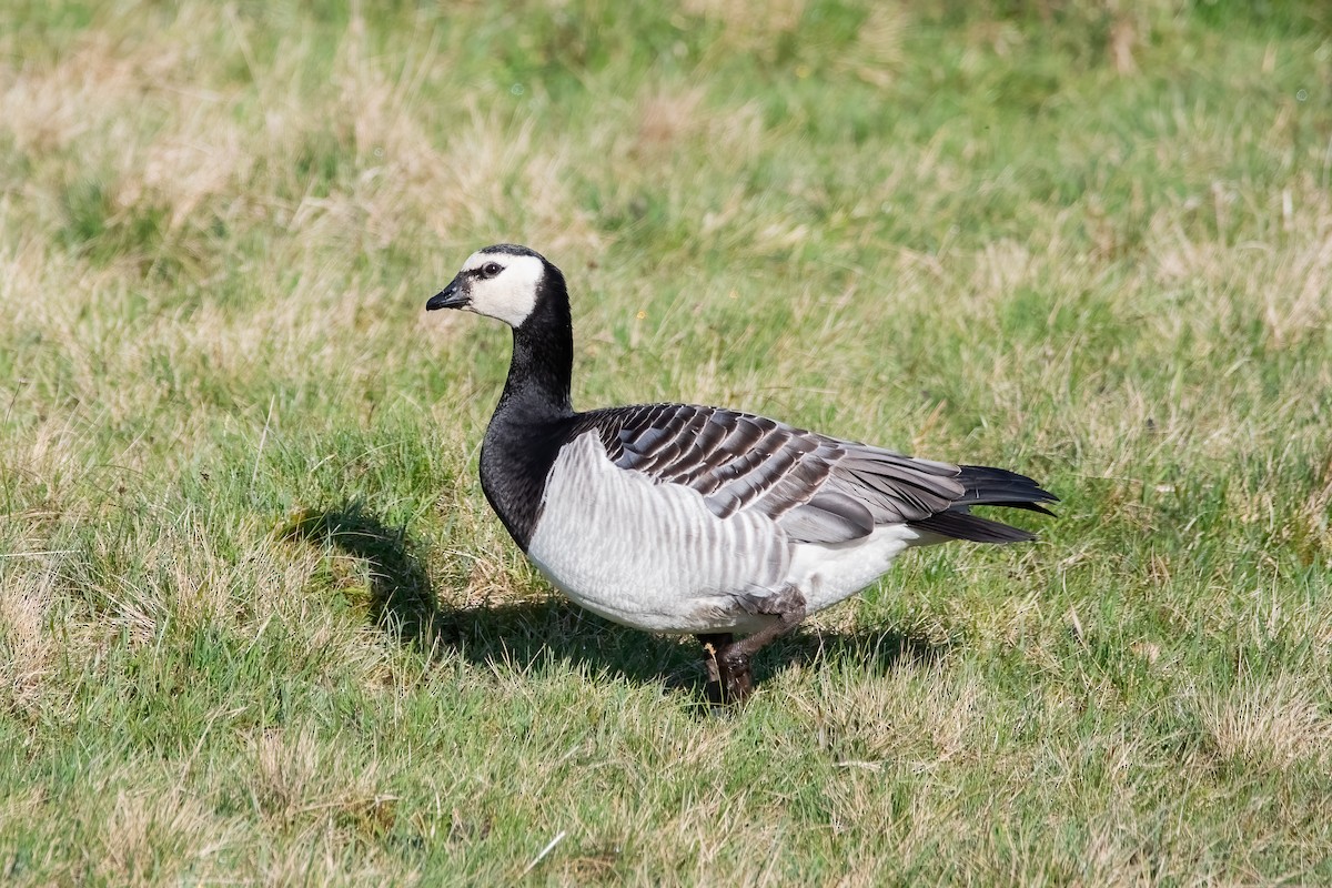 Barnacle Goose - Andy Tonge