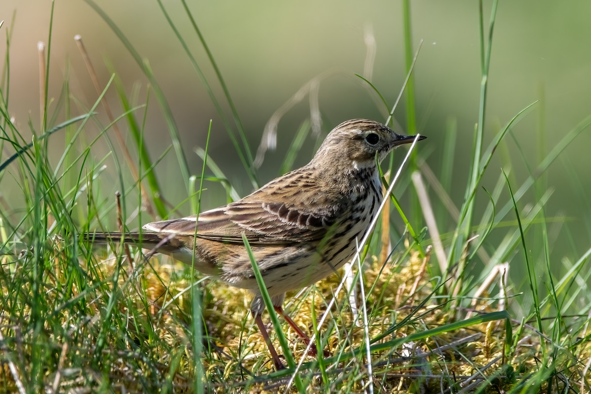 Meadow Pipit - ML619037652