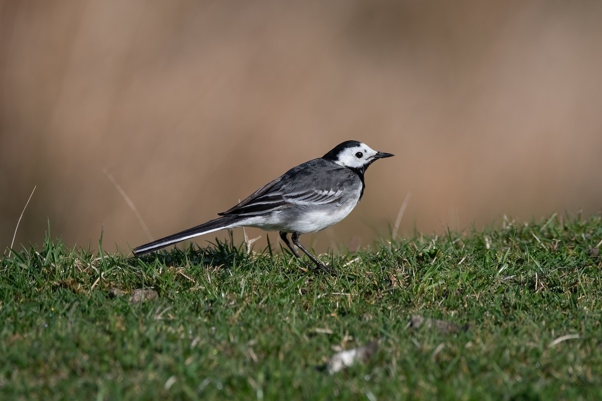 White Wagtail - ML619037654