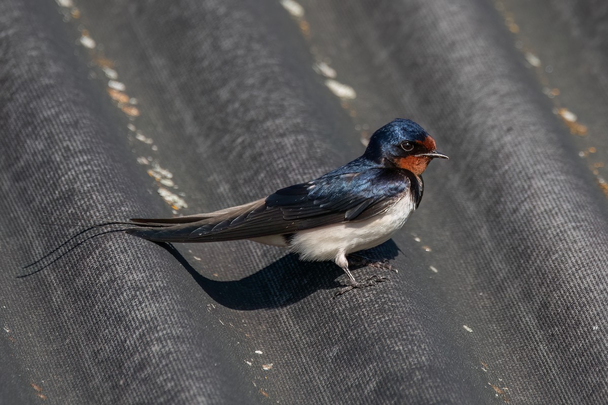 Barn Swallow - ML619037660